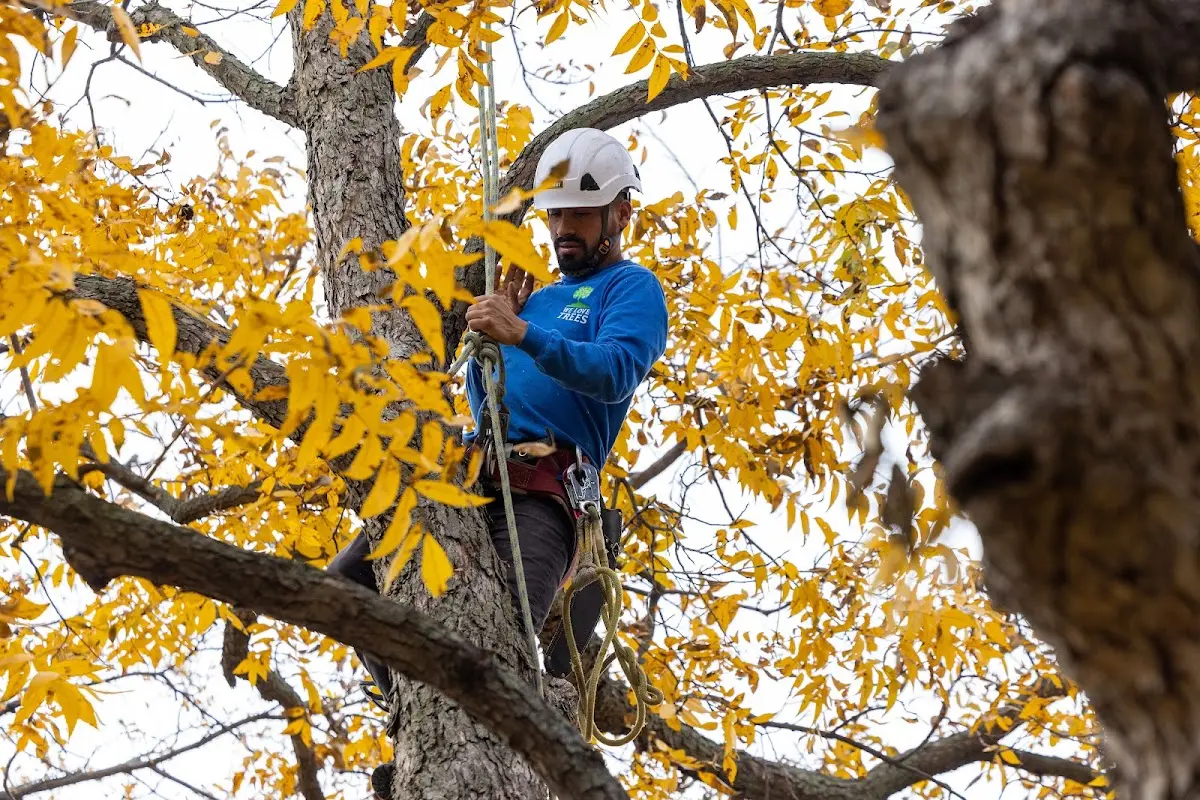 Skilled Tree Planing crew working in Saint Michael